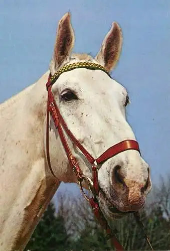 Horse, cheval, Pferde Postkarte Schimmel