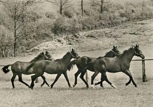 Horse, cheval, Pferde Postkarte au fder weide