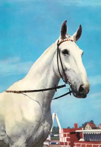 Horse, cheval, Pferde Postkarte zveck glanz