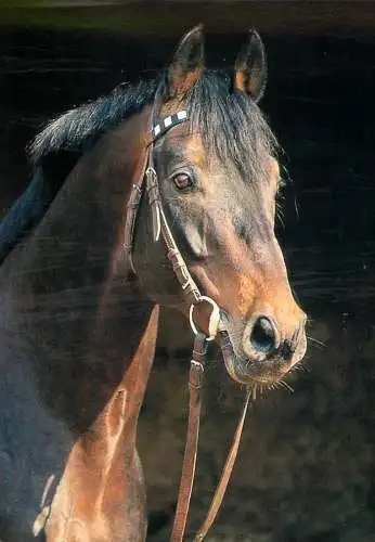 Horse, cheval, Pferde Postkarte typvoller trakehnerhengst