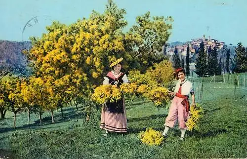 cpsm France Cote d'Azur Cueillette du Mimosa types et scènes ethniques