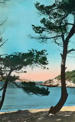 cpsm France Les Iles d'Or Ile de Port-Cros Plage du Sud