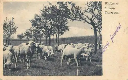 Hungary Easter greetings sheep flock animal types and scenes