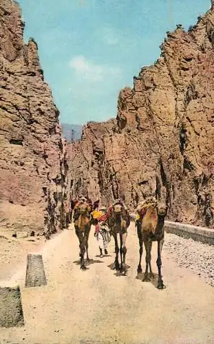 cpsm Africa > Algeria caravane dans les Gorges d'El Kantara