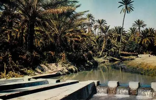 cpsm Tunisia Tozeur