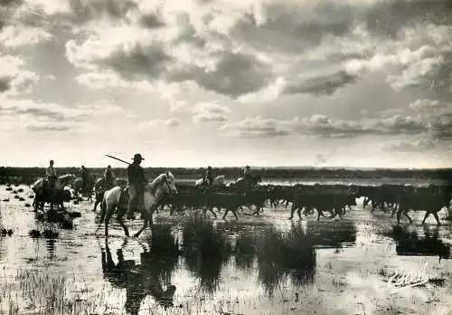 France la Camargue Engasado d'un Marais