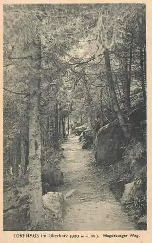 AK Allemagne Torfhaus im Oberharz Magdeburger Weg