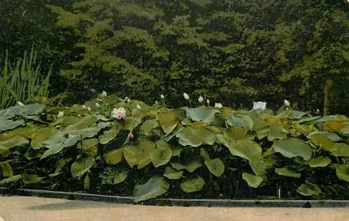 AK Allemagne Koniglicher Botanishcer Garten Berlin Dahlem Lotosblume