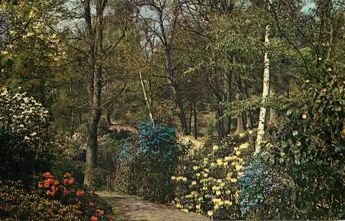 England Windsor Great Park Valley Gardens Yellow Rhododendron "Damaris" & Blue Rhodendron "Augustinii"