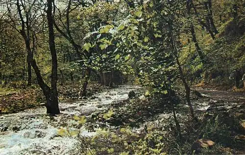 England Somerset Horner Woods countryside woodland picturesque scenery