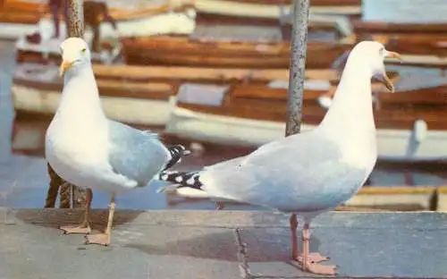 Gulls on parade birds photo