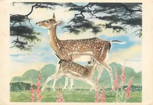 Greetings card animal card deer and fawn water colour by Maurice Wilson