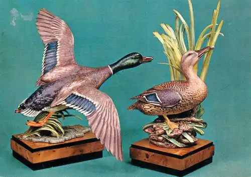 Greetings card animal card Dyson Perrins Museum Worchester Mallards canards