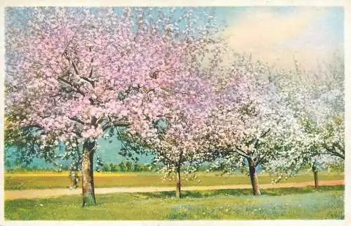 Greetings card bloomed orchard