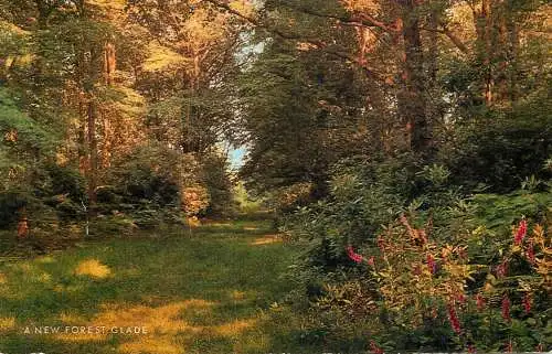 England New Forest glade autumn colours