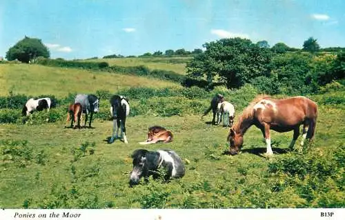 England ponies on the Moor countryside area place to identify