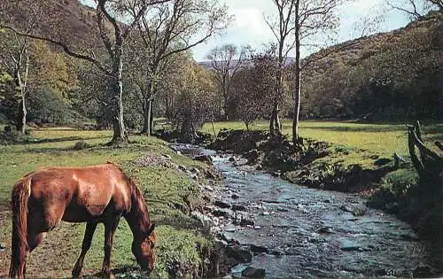 England Horner Valley Exmoor stream Somerset countryside area horse photo