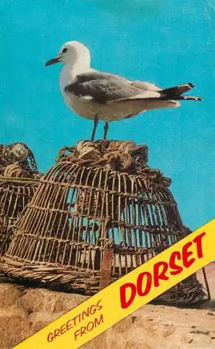 England Greetings from Dorset seagull