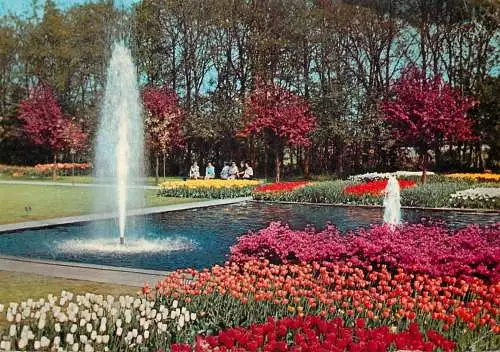 Netherlands flowers in bloom
