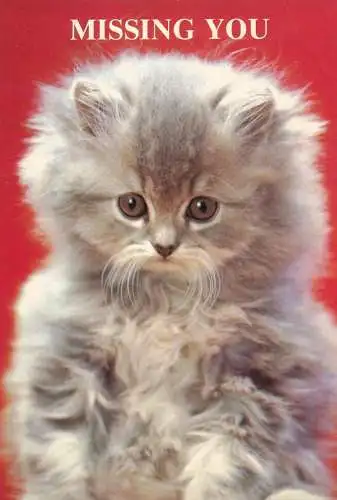 Animal cards cat