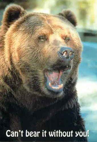 Animal cards bear