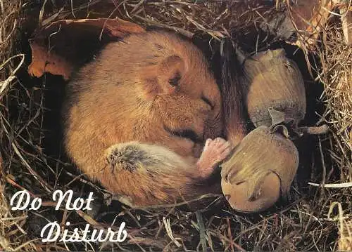 Animal cards dormouse