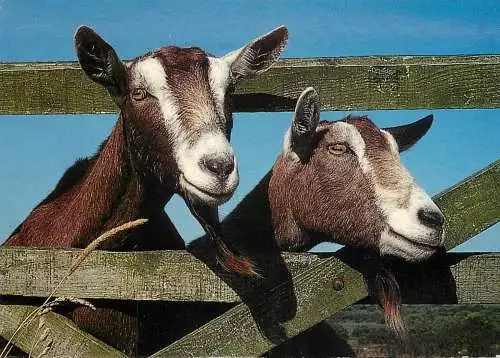 Animal cards goats