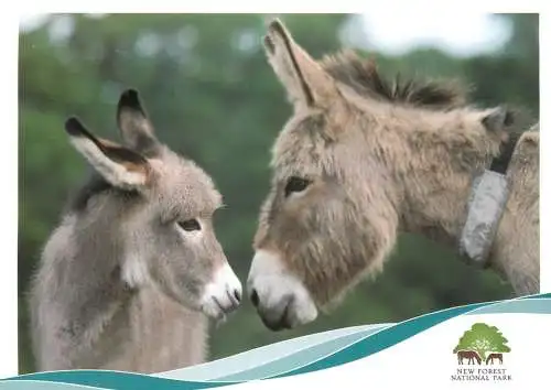 Animal cards Donkeys New Forest National Park