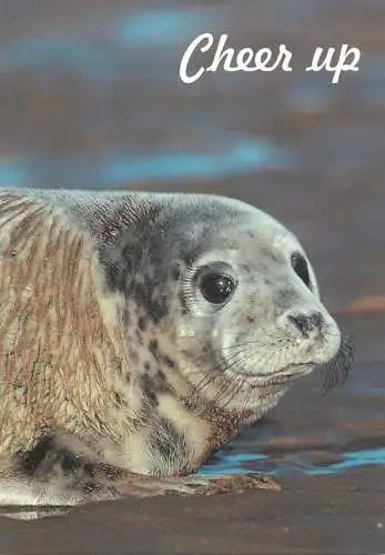 Animal cards grey seal