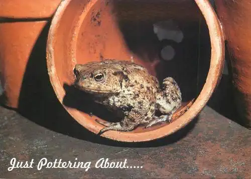 Animal cards frog toad