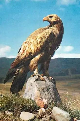 Animal cards golden eagle