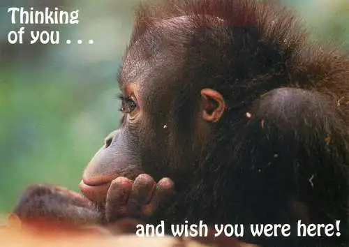 Animal cards monkey