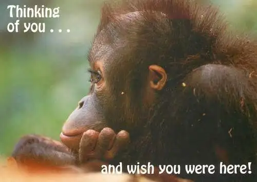 Animal cards monkey