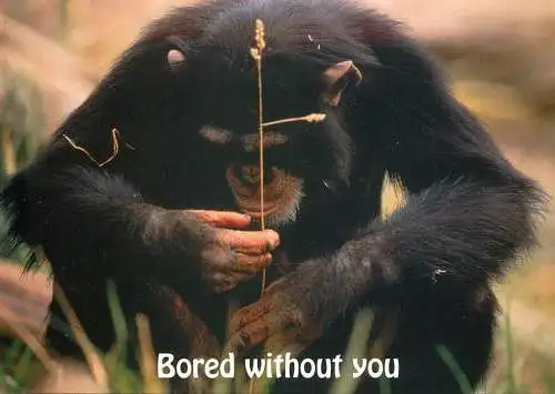 Animal cards chimpanzee