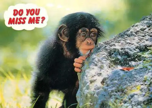 Animal cards chimpanzee