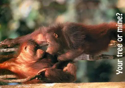 Animal cards gorilla monkey