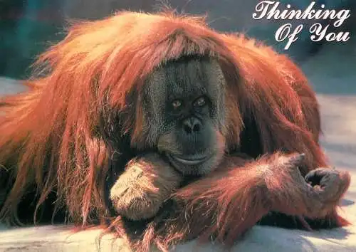Animal cards gorilla monkey