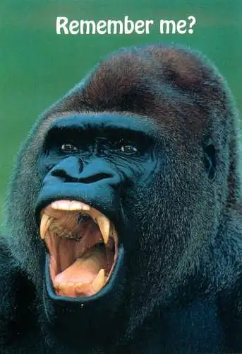 Animal cards gorilla