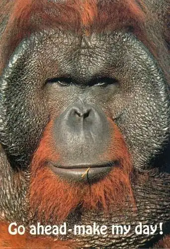 Animal cards orang-utan