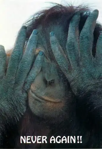 Animal cards orang-utan