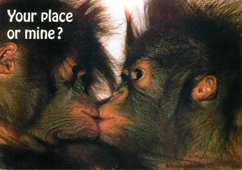 Animal cards orang-utan