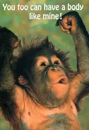 Animal cards orang-utan