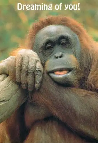 Animal cards orang-utan
