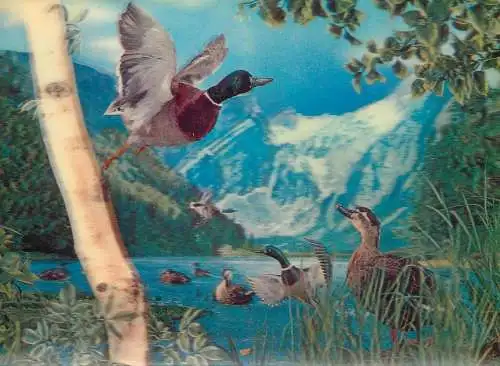 Animals wild goose in flight