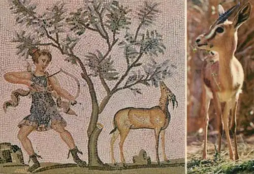 Tunisia mosaic of the Bardo and Saharian Gazelle