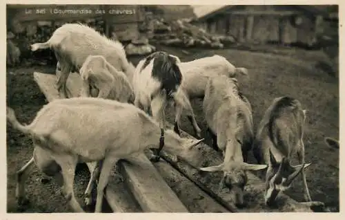Switzerland goats feeding