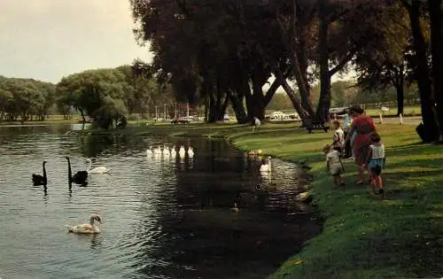 Canada Stratford Ontario watching swans on Avon river