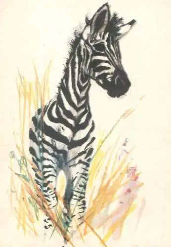 Greetings card animal zebra