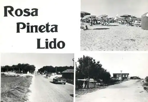 Italy Rosa pineta Lido\