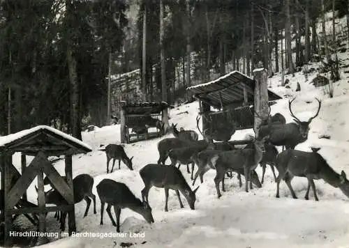 Germany Hirschfutterung im Berchtesgadener Land